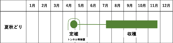 周年栽培技術