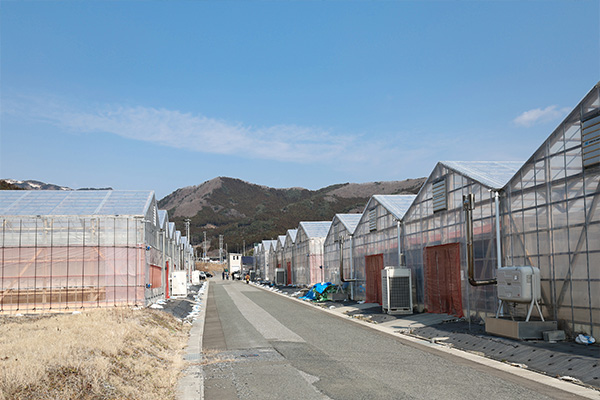 独自の周年栽培技術（2年8季どり）